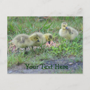 Carte postale Canada Oies Bébés Nature