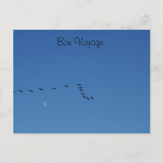 Carte Postale Canadian geese (Devant)