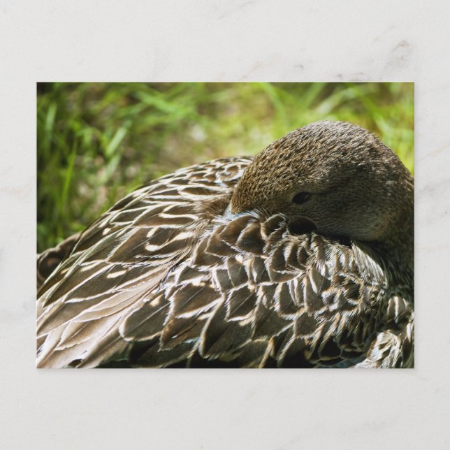 Carte Postale Canard (Devant)