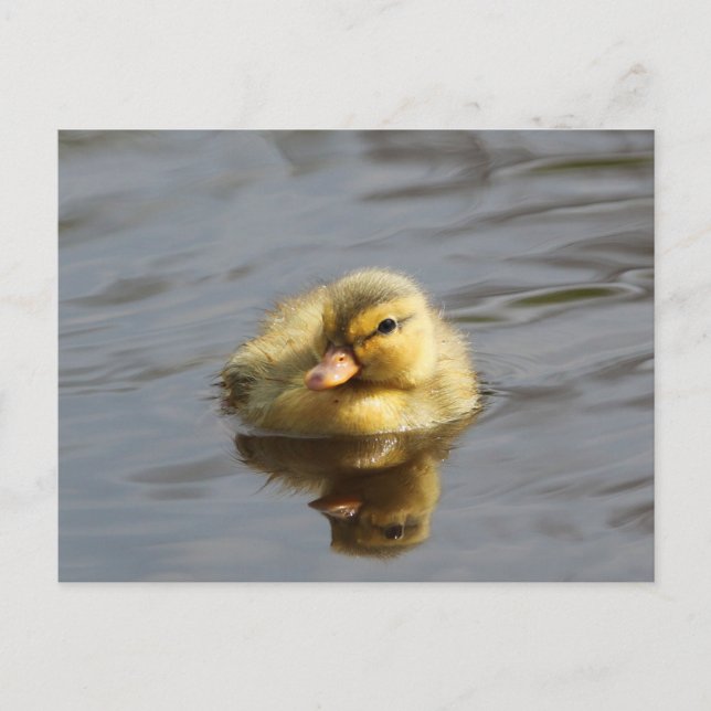 Carte Postale Canard (Devant)