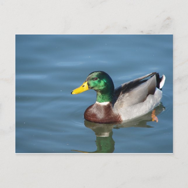 Carte Postale Canard (Devant)