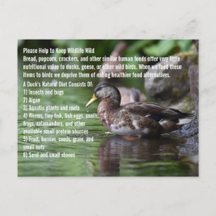 Carte Postale Canard