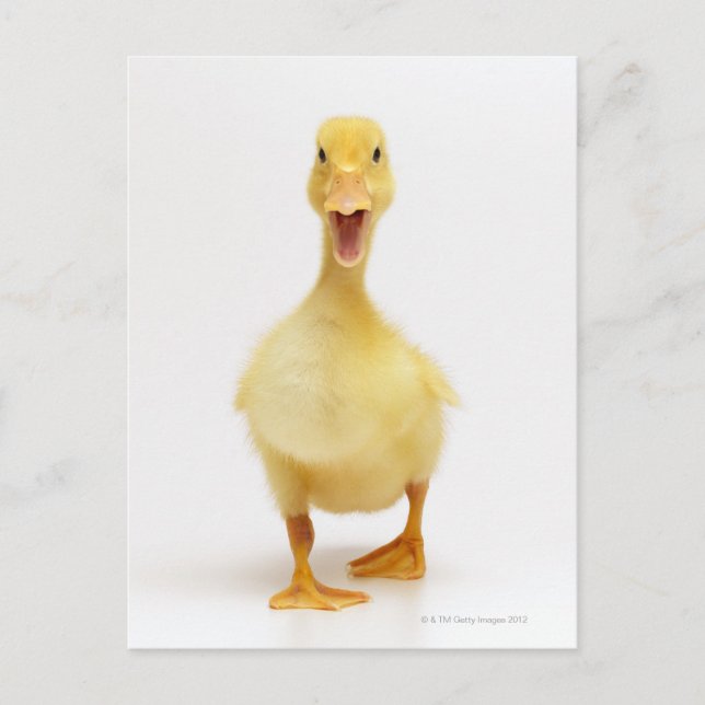 Carte Postale Canard (Devant)