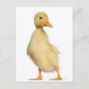 Carte Postale Canard (1 semaine)