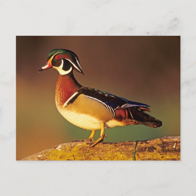 Carte Postale Canard à bois mâle, Illinois (Devant)