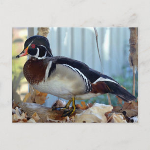 Carte Postale Canard à bois (Mississippi)