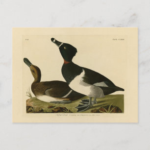 Carte Postale Canard à col rond des oiseaux d'Amérique d'Audubon
