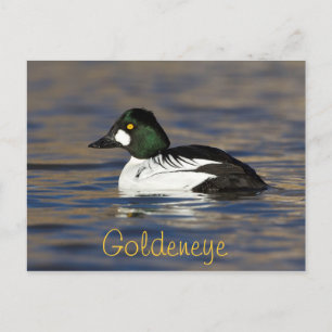 Carte Postale Canard à oeil d'or mâle