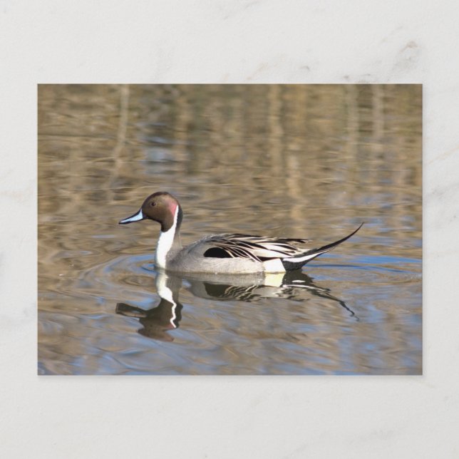 Carte Postale Canard à queue pointue nage dans un étang (Devant)
