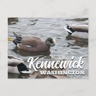 Carte Postale Canard, American Wigeon, Bird, Kennewick, WA
