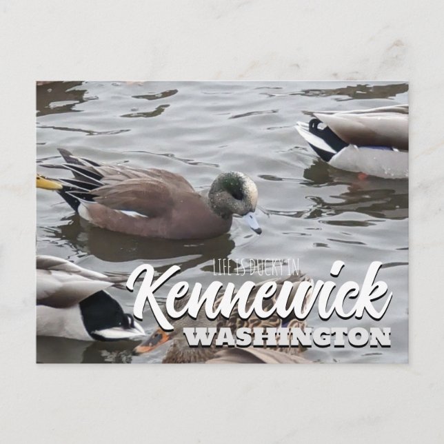Carte Postale Canard, American Wigeon, Bird, Kennewick, WA (Devant)