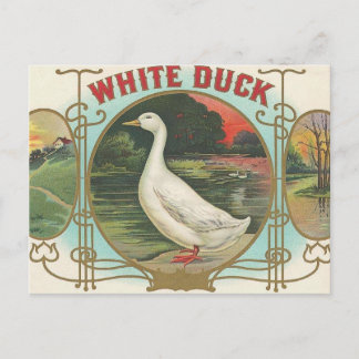 Carte Postale Canard blanc