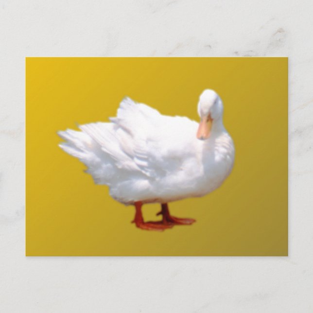 Carte Postale Canard blanc (Devant)