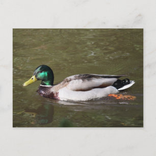 Carte Postale Canard colvert