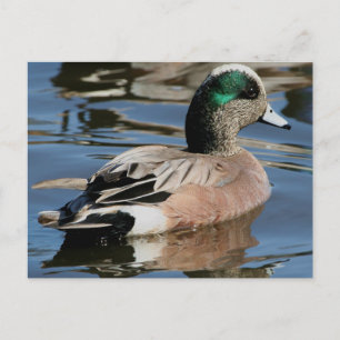 Carte Postale Canard colvert américain