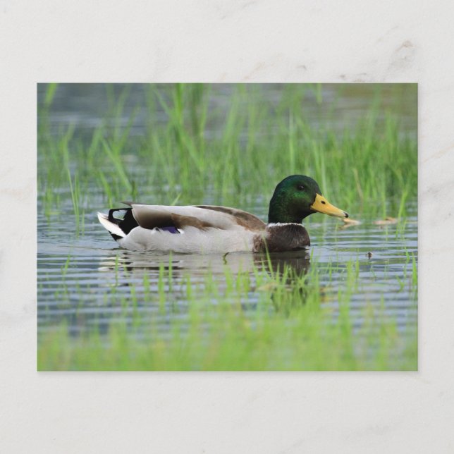 Carte Postale Canard colvert dans un étang (Devant)