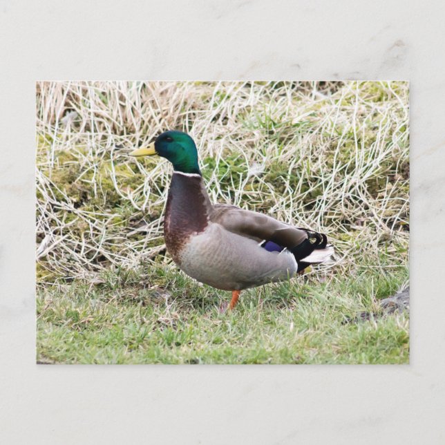 Carte Postale Canard colvert mâle (Devant)