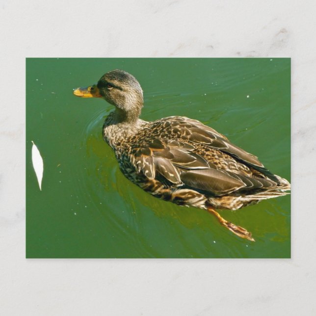 Carte Postale Canard dans le jardin public de Boston par Brad Hi (Devant)