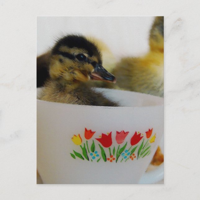 Carte Postale Canard dans une Tea up 2 (Devant)