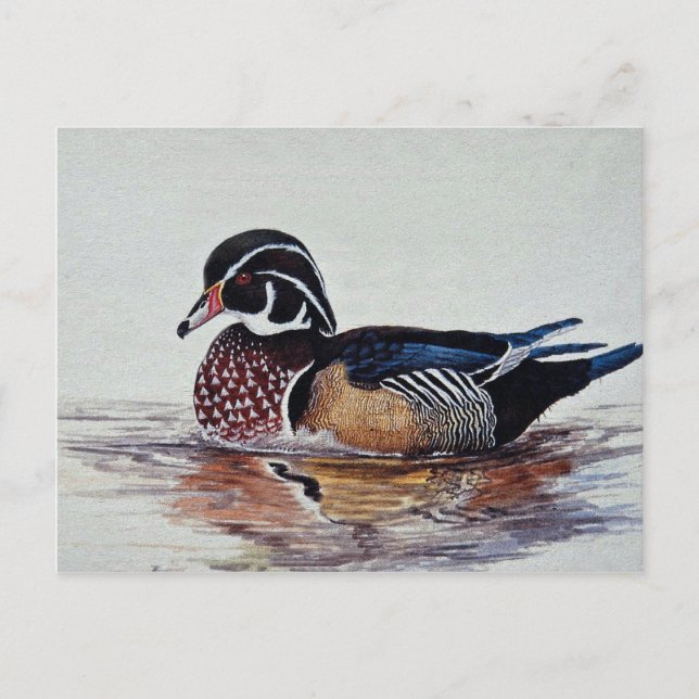 Carte Postale Canard de bois (Devant)