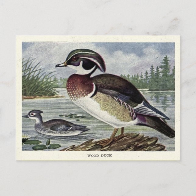 Carte Postale canard de bois (Devant)