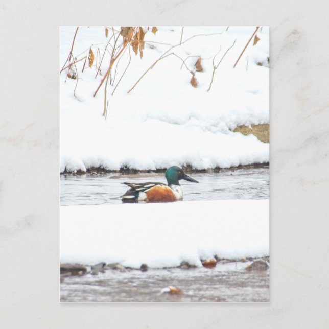 Carte Postale Canard d'hiver (Devant)