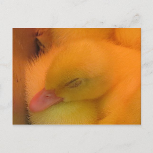 Carte Postale Canard dormant (Devant)