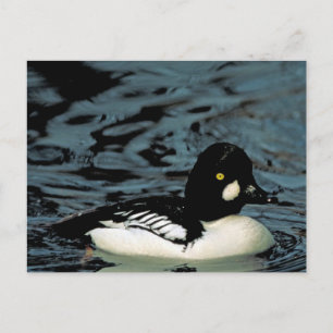 Carte Postale Canard goldeneye