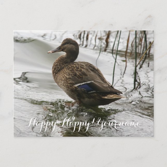 Carte Postale Canard gris sur le lac sombre (Devant)