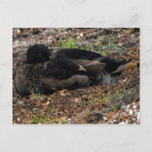 Carte Postale Canard Mallard dormant