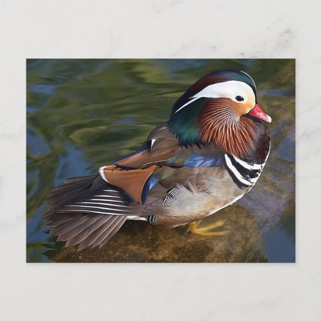 Carte Postale Canard mandarin (Devant)