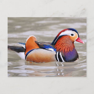 Carte Postale Canard mandarin (Aix galericulata)