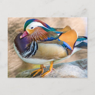 Carte Postale Canard mandarin avec de belles plumes