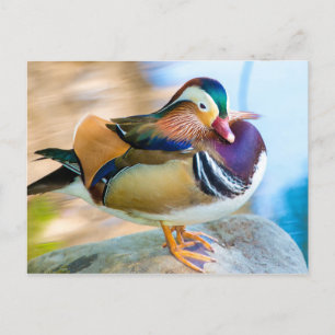 Carte Postale Canard mandarin debout à l'eau