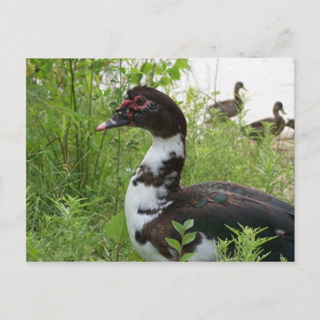 Carte Postale Canard musclé (Devant)