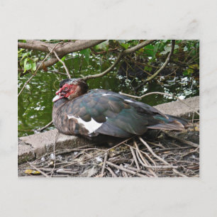 Carte Postale Canard musclé