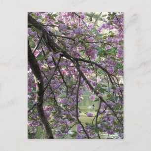 Carte Postale Canard parmi les fleurs de cerisiers