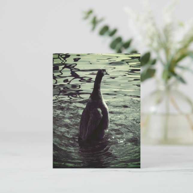 Carte Postale Canard photo noir vert (Debout devant)