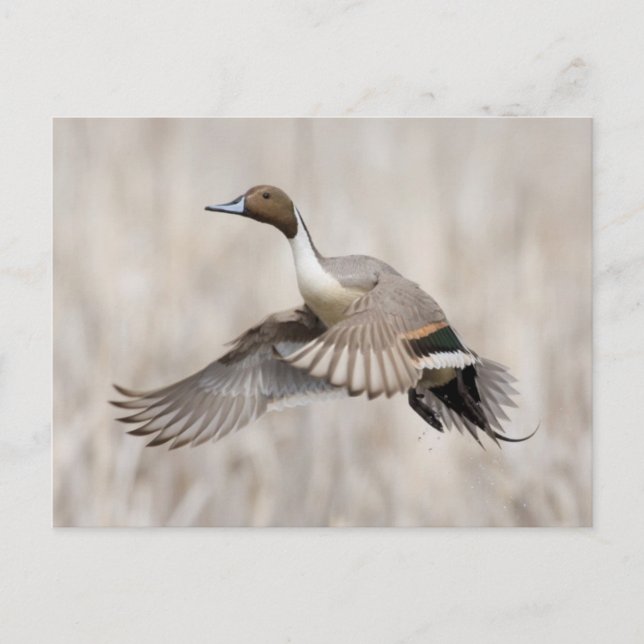 Carte Postale Canard pilet Drake effectuant le vol (Devant)