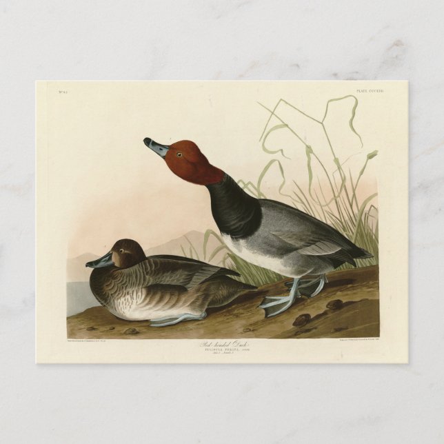 Carte Postale Canard roux - Audubon's Birds of America (Devant)