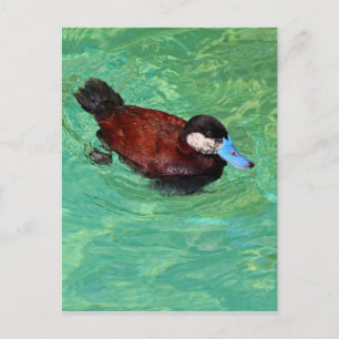 Carte Postale Canard roux III nord-américain