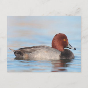 Carte Postale Canard roux mâle