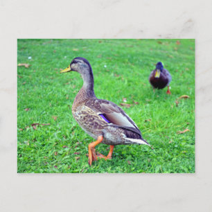 Carte Postale canard sauvage