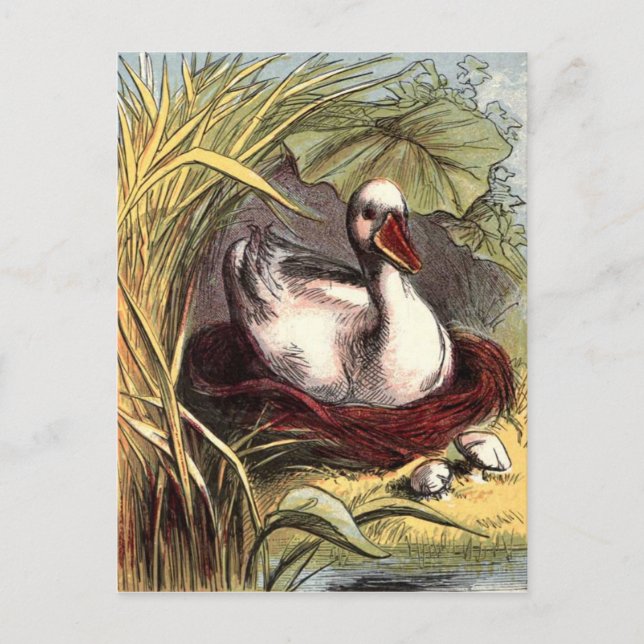 Carte Postale Canard vintage (Devant)