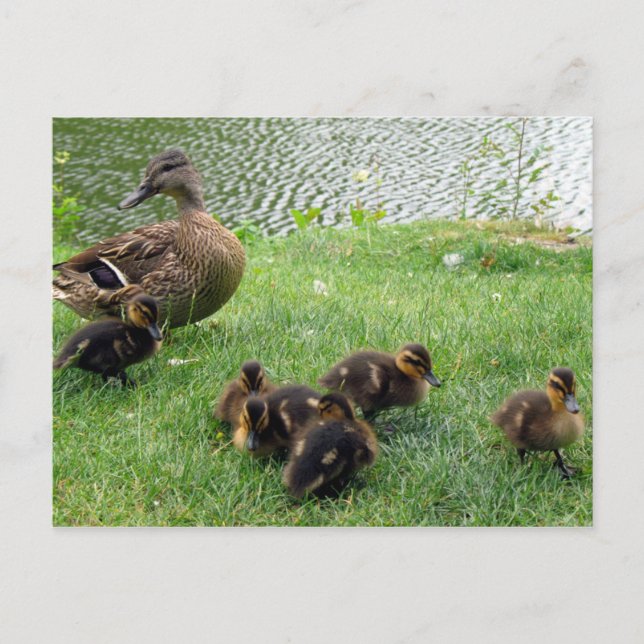 Carte Postale Canards (Devant)