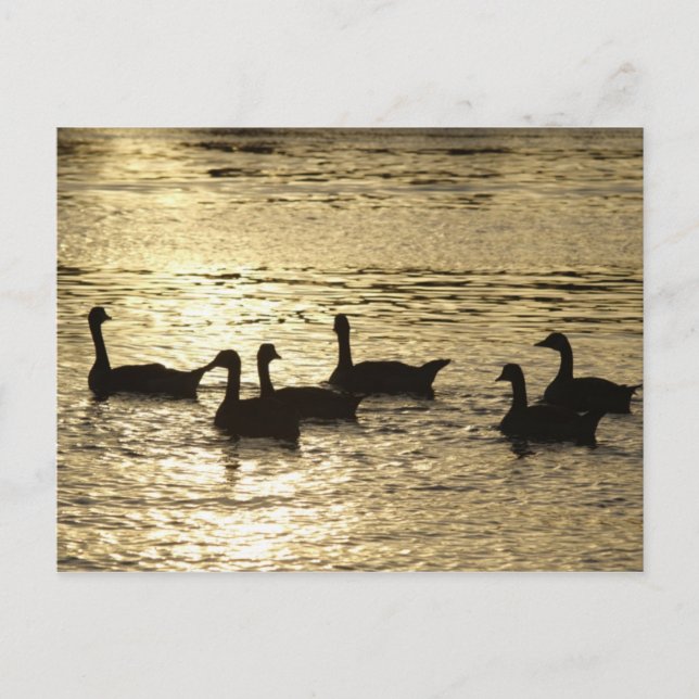 Carte Postale canards (Devant)