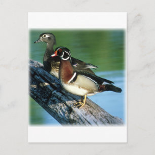 Carte Postale Canards à bois