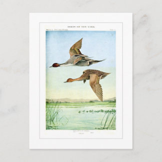 Carte Postale Canards à ongles
