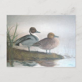 Carte Postale Canards à ongles
