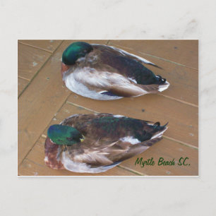 Carte Postale Canards-allards pondus sur le quai